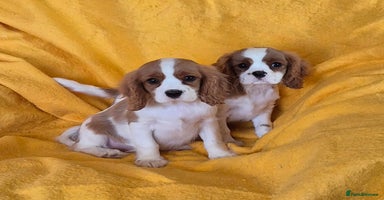 Cavalier King Charles Spaniel dogs - Advert 3