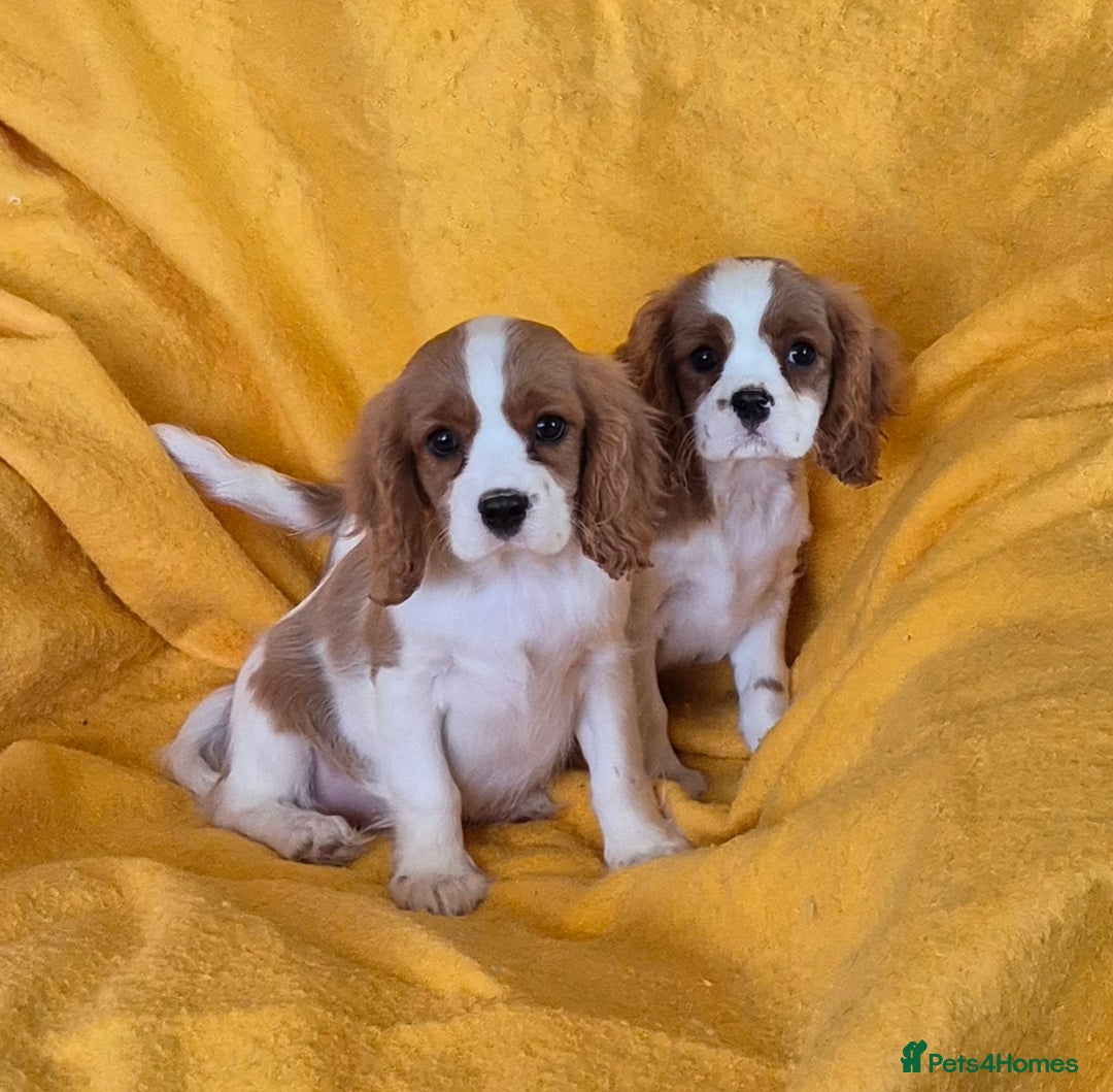 Cavalier King Charles Spaniel dogs for sale: Adorable Cavalier King Charles Spaniel puppies  - Image 3