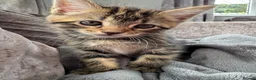 Bengal cats for sale: Bengal x Maine Coon Kittens - Advert 4