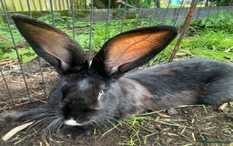 Continental Giant rabbits for sale: 6 continental giant left - Image 8