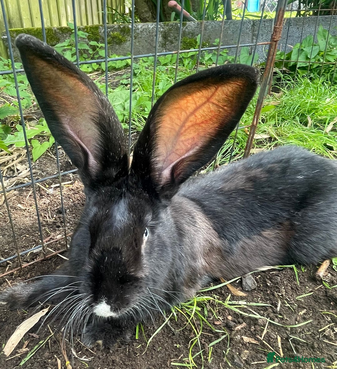 Continental Giant rabbits for sale: 6 continental giant left - Image 8
