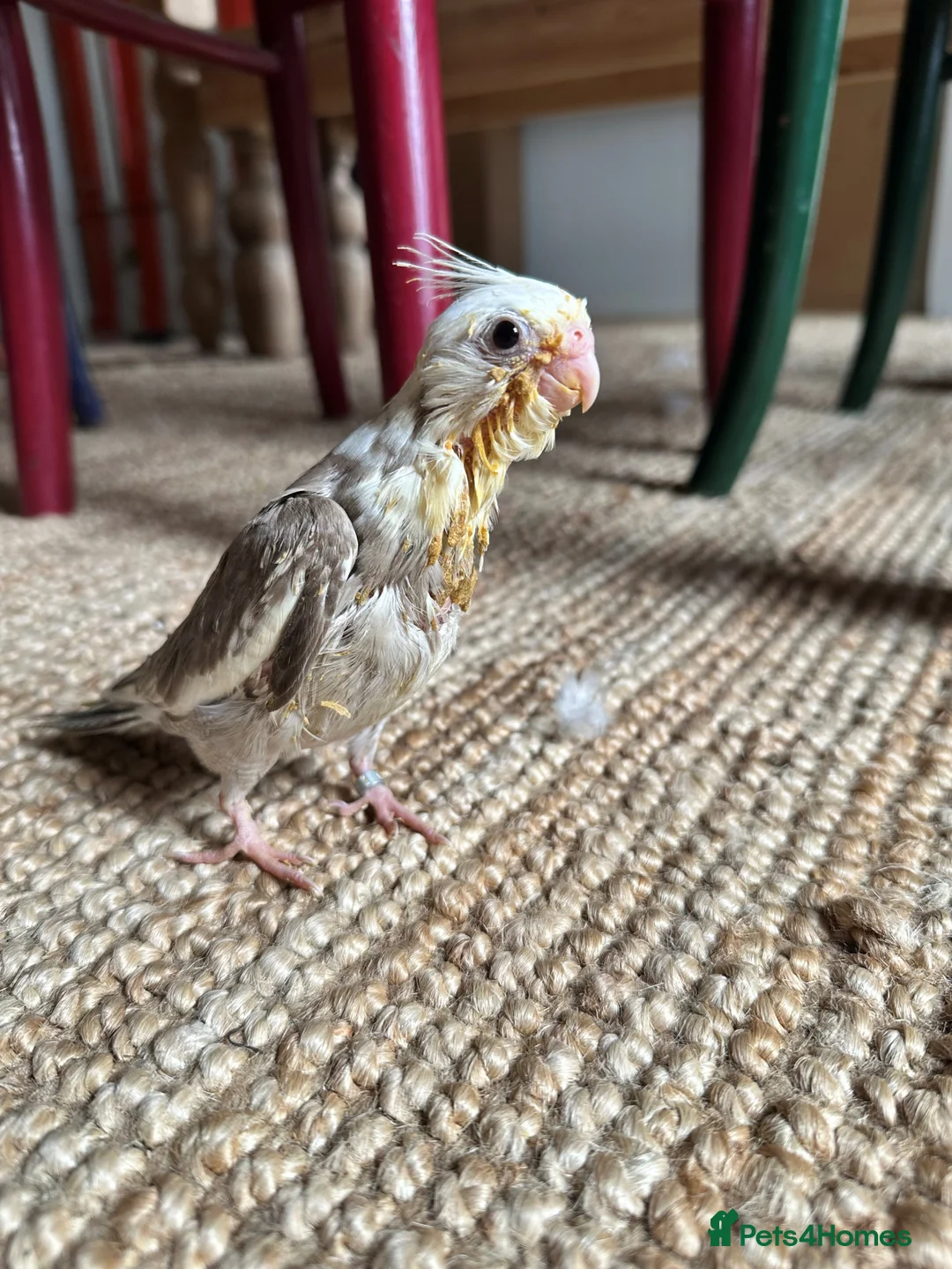 Cockatiels birds for sale: Hand Reared Baby Cockatiels - Advert 1