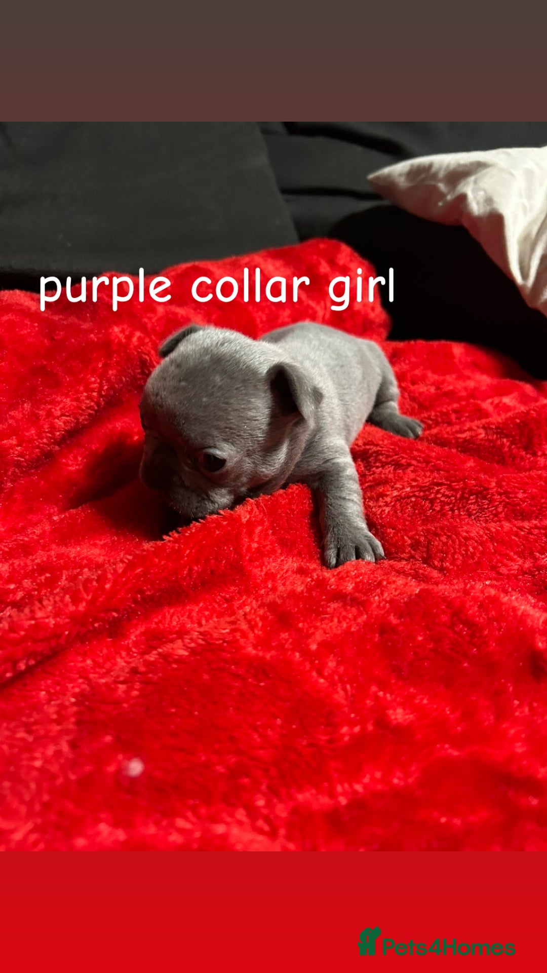 French Bulldog dogs for sale: Pure breed french bulldog  - Advert 10