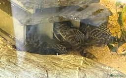 Plecos fish for sale: L333 Gurupa Rare! 9 adults.  - Image 5