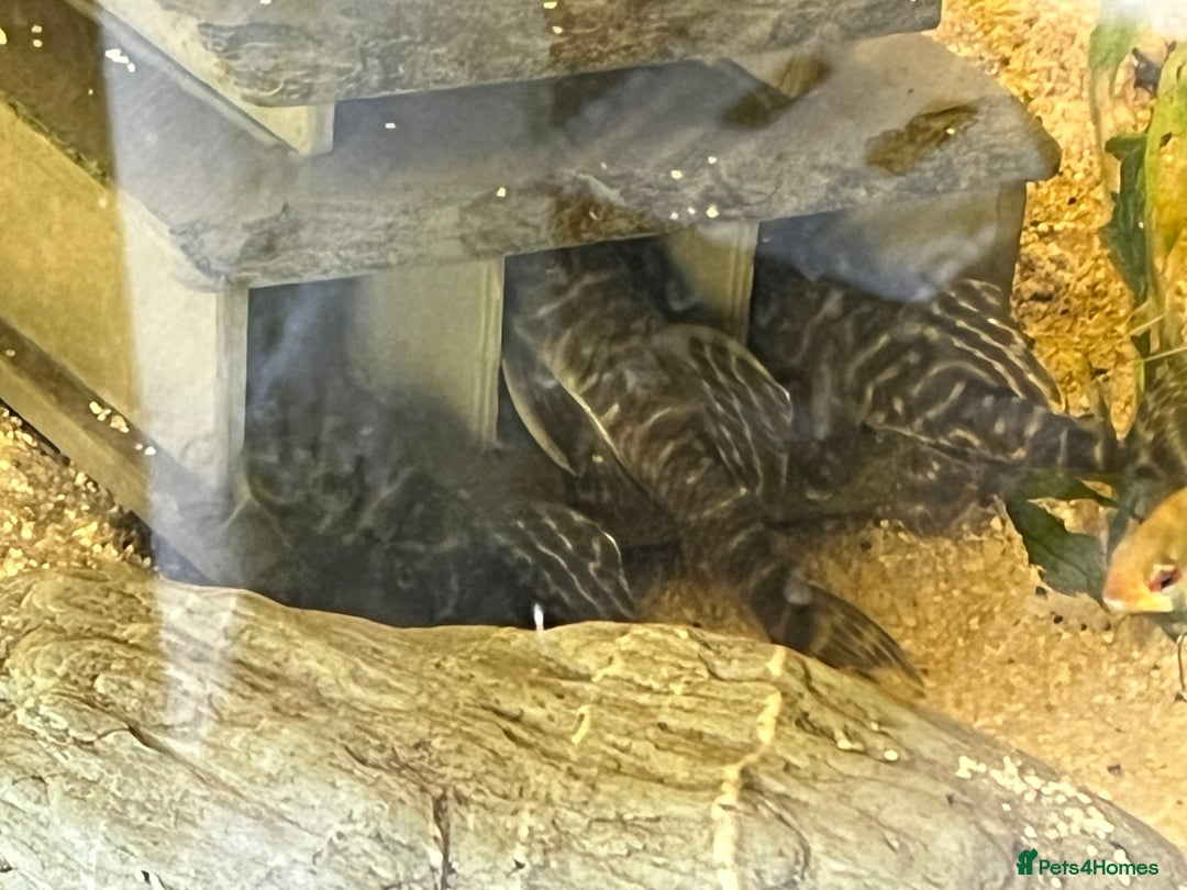 Plecos fish for sale: L333 Gurupa Rare! 9 adults.  - Image 5