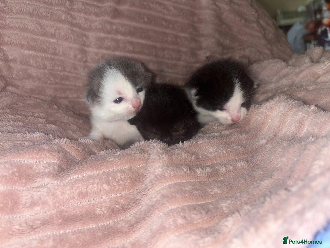 Mixed Breed cats for sale: Kittens - Image 3