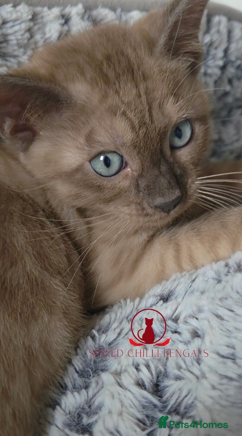 Bengal cats ✨️ READY IN 3 WEEKS! CHAMPION TICA BENGAL KITTENS - Advert 2