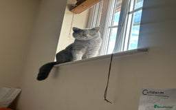 British Shorthair cats for sale: Gccf BSH male - Image 7
