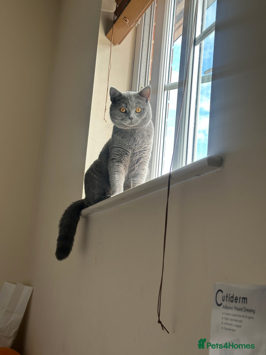 British Shorthair cats for sale: Gccf BSH male - Image 7