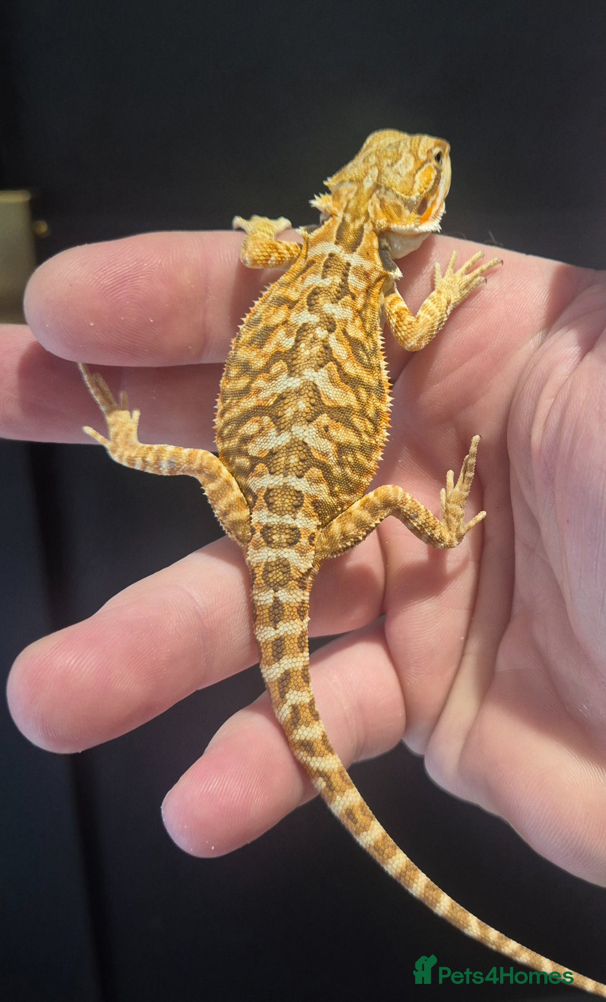 Bearded Dragon reptiles 2 baby bearded dragons and set up - Advert 2