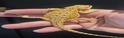 Bearded Dragon reptiles for sale: 2 baby bearded dragons and set up - Advert 2