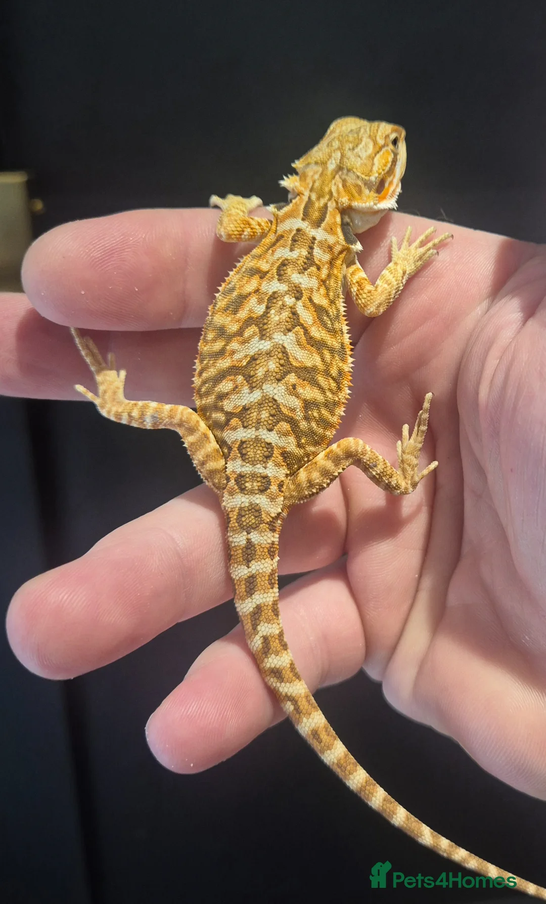 Bearded Dragon reptiles for sale: 2 baby bearded dragons and set up - Advert 2