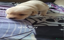 Labrador Retriever dogs for sale: 6 beautiful Labrador (all reserved)  - Advert 29