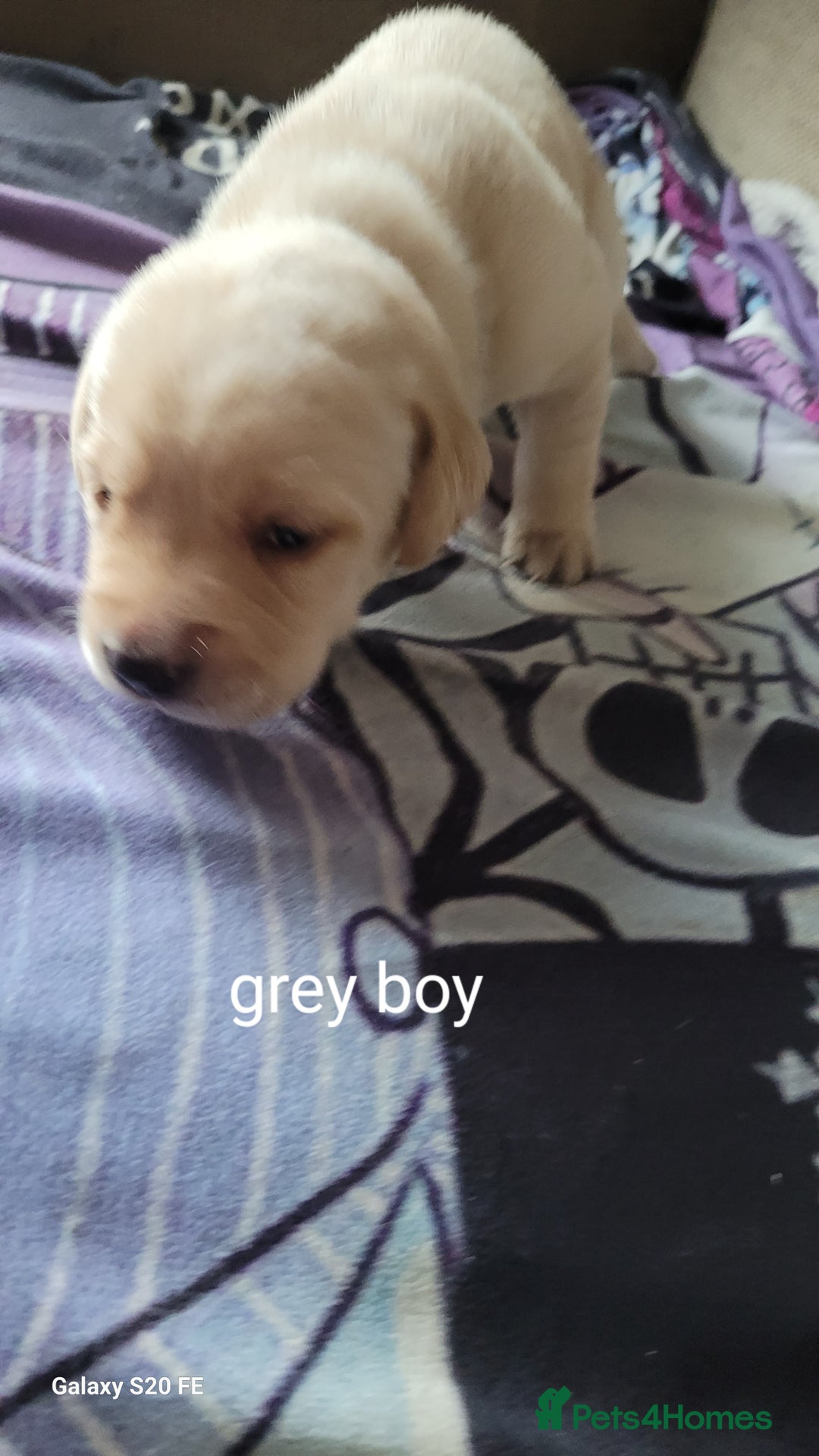 Labrador Retriever dogs for sale: 6 beautiful Labrador (all reserved)  - Advert 29