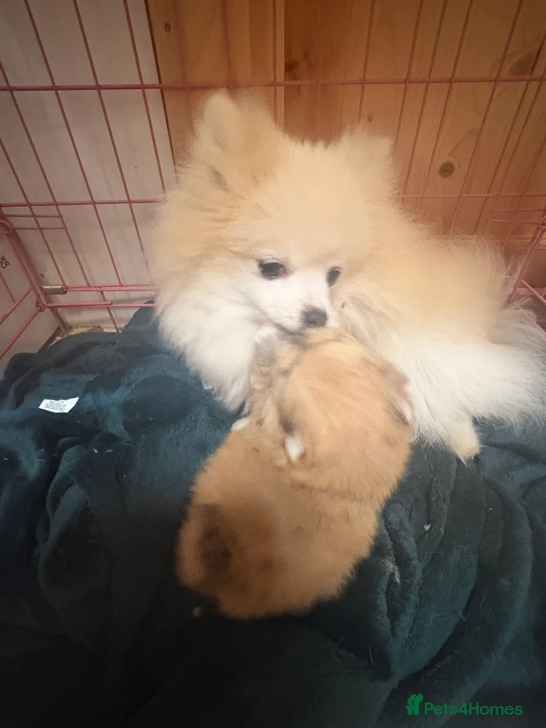 Pomeranian dogs for sale: Beautiful baby Boy fluffy and cuddly  - Advert 3
