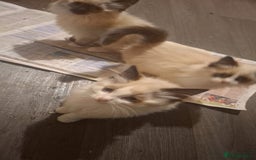 Ragdoll cats for sale: Ragdolls - Image 4