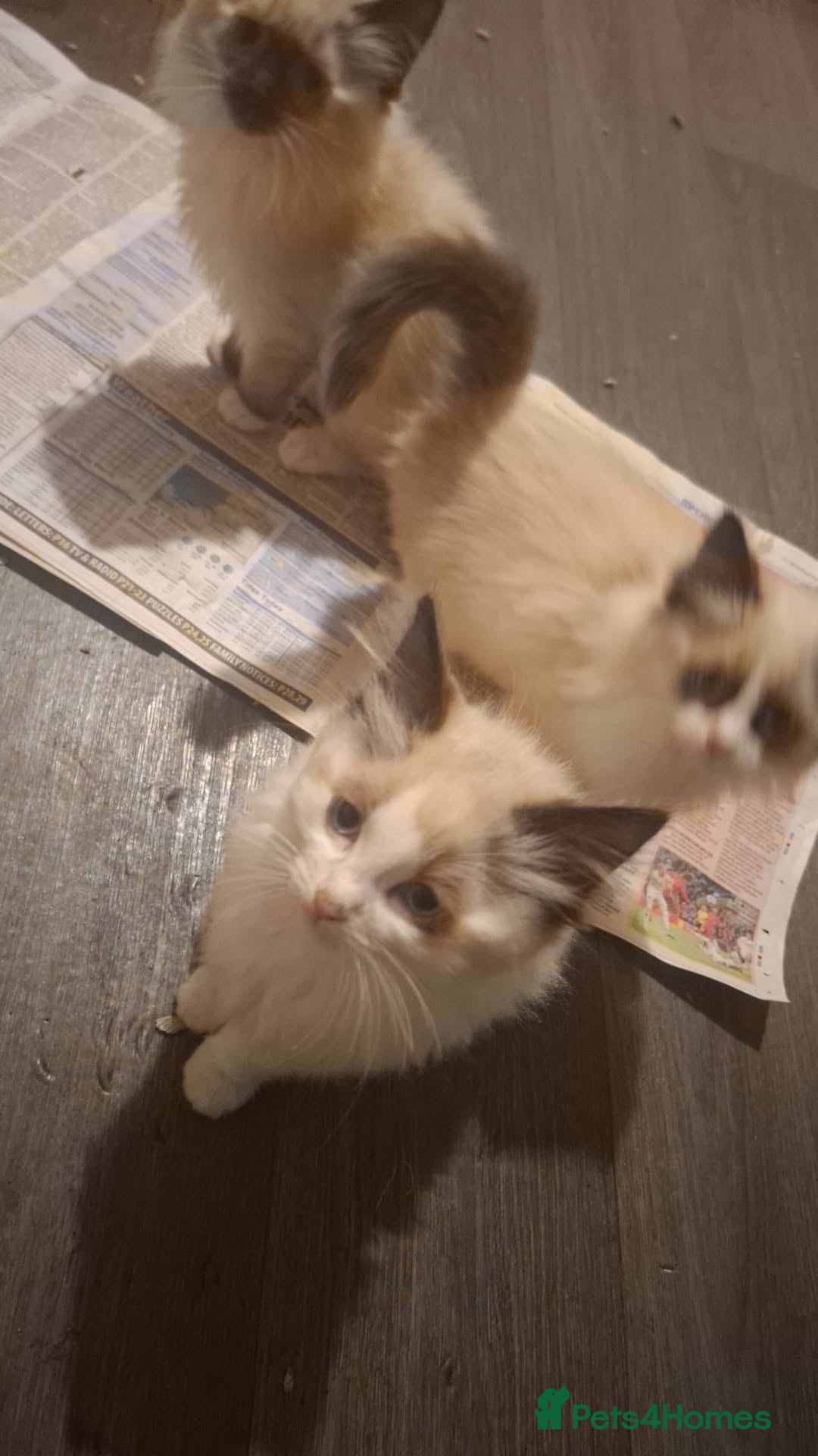 Ragdoll cats for sale: Ragdolls - Image 4