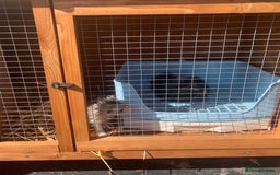Ferret rodents for sale: Part Angora Part Micro  - Image 2