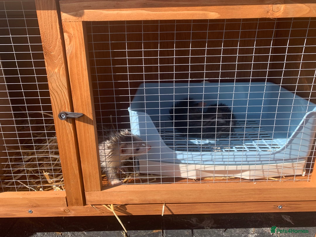 Ferret rodents for sale: Part Angora Part Micro  - Image 2