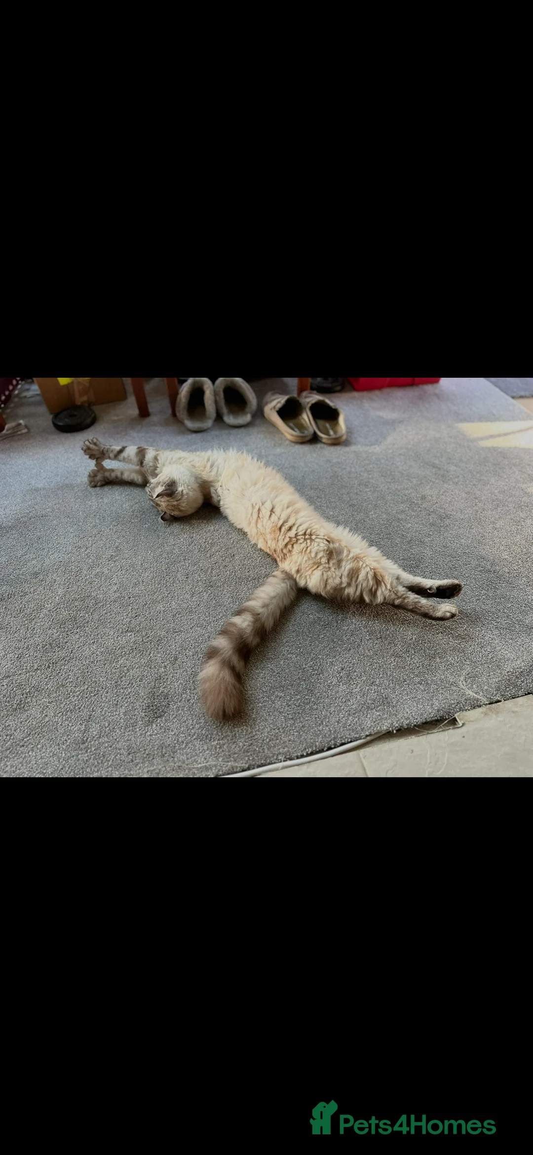 Keetso cats for sale: Enzo the snow leopard Keetso  - Advert 5