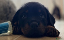 Rottweiler dogs for sale: Stunning kc registered Rottweiler pups.  - Image 28
