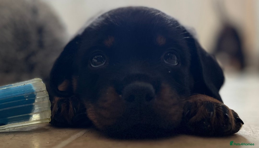 Rottweiler dogs for sale: Stunning kc registered Rottweiler pups.  - Image 28