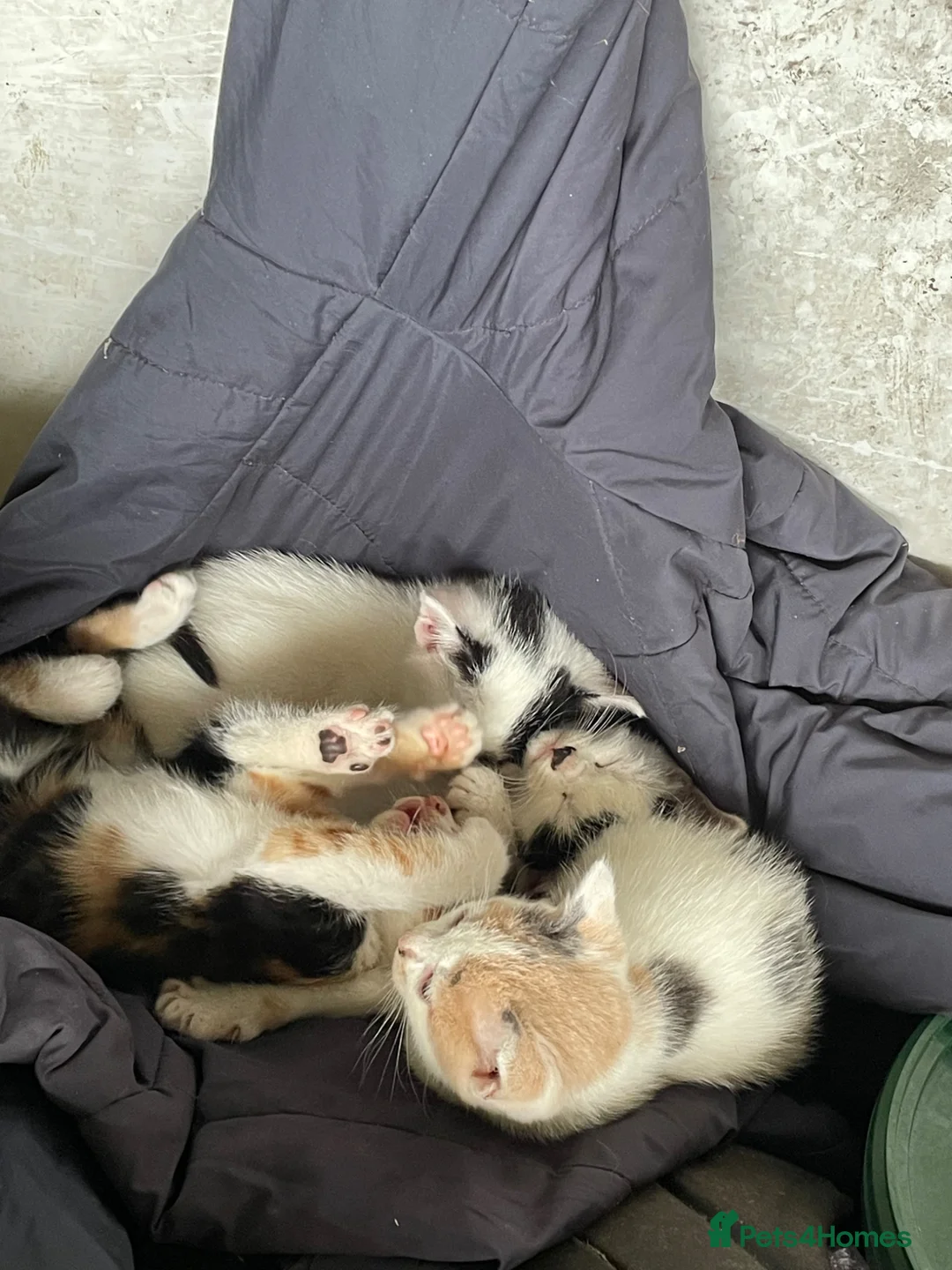 Mixed Breed cats for sale: Mixed coloured kittens available  - Advert 2