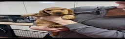 Cocker Spaniel dogs for sale: Beautiful Cocker Spaniels  - Advert 16