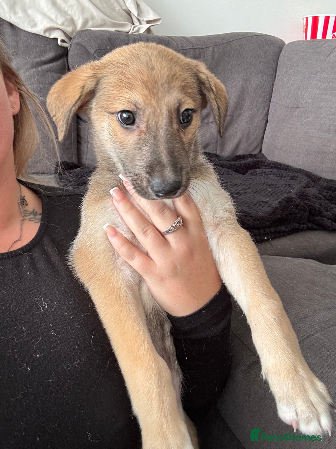 Mixed Breed dogs for sale: German Shepard/husky cross puppies  - Image 14