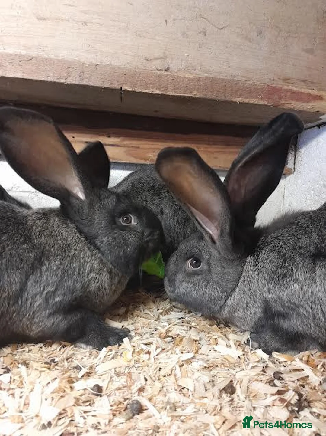Continental Giant rabbits for sale: continental giant rabbits 10 weeks old ready go in Crook - Advert 2