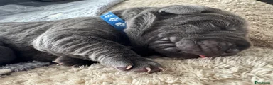 Neapolitan Mastiff Puppy 1