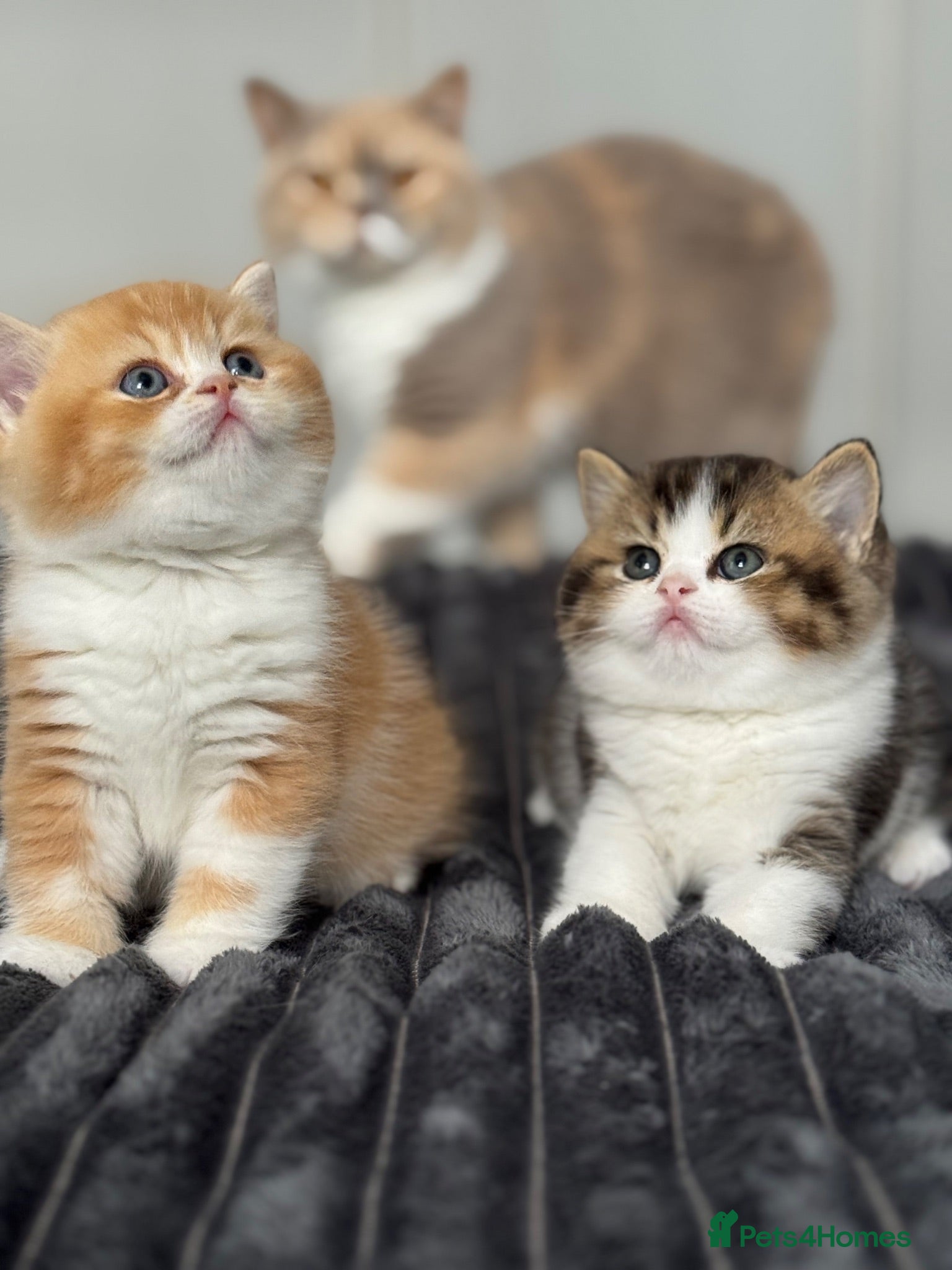 British Shorthair cats Two stunning male kittens TICA reg (September)  - Advert 1