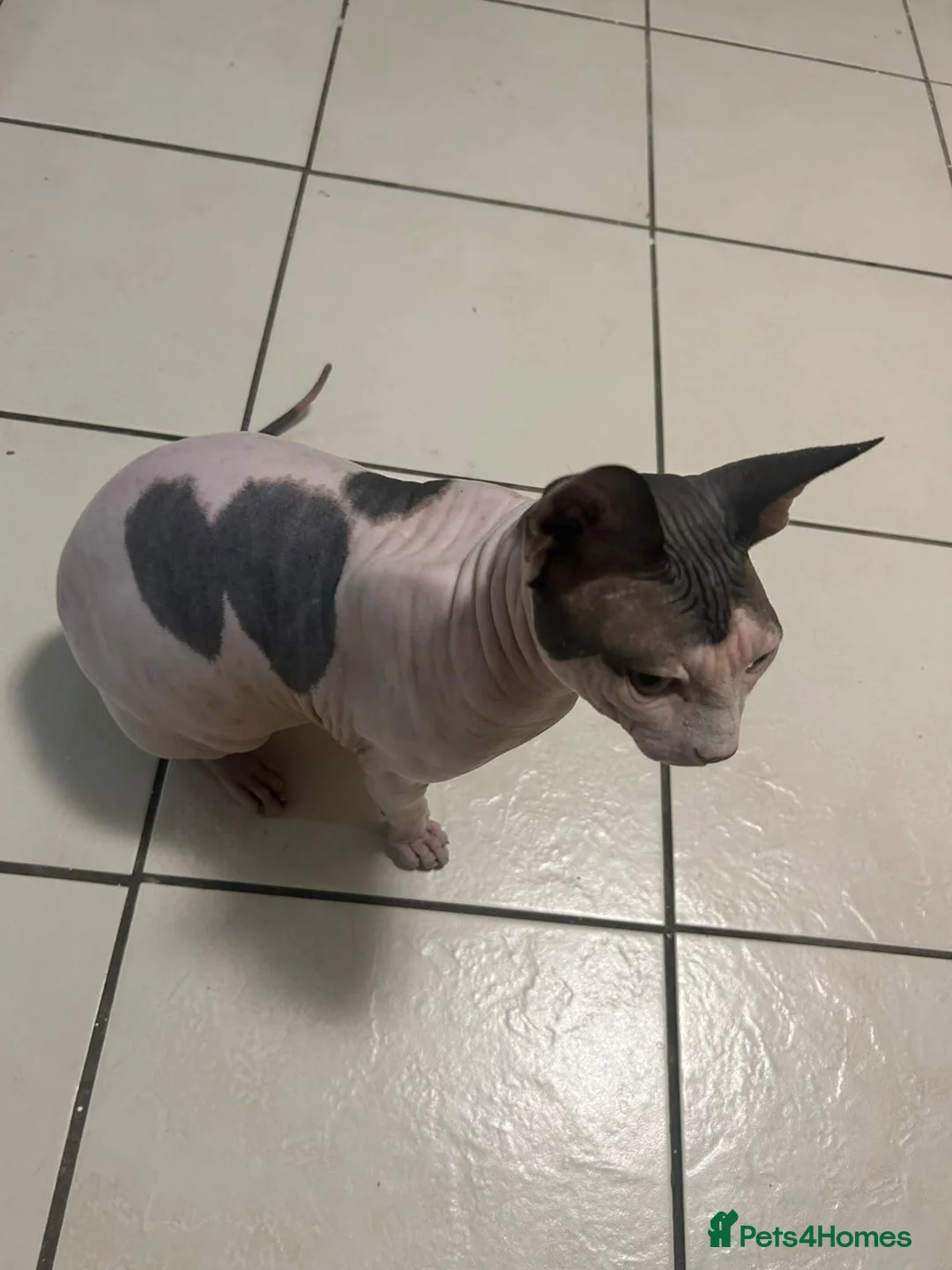 Sphynx cats for sale: Male sphynx in Grays - Advert 4
