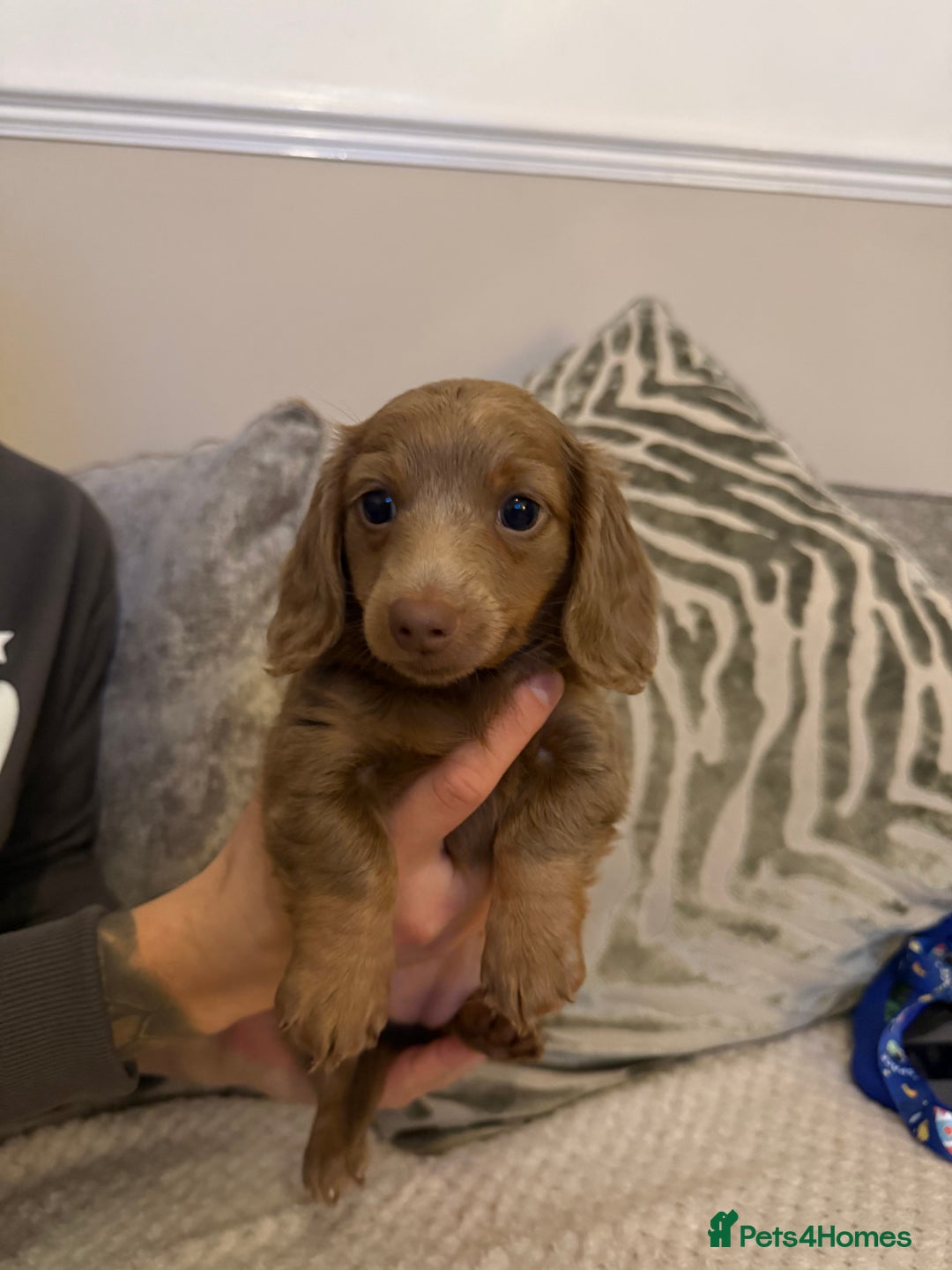 Miniature Dachshund dogs for sale: KC long haired Isabella &tan miniature dachshund - Advert 4