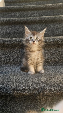 Maine Coon cats Tica Reg Maine Coon babies, Ready in December - Advert 4
