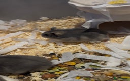 Hamster rodents for sale: Pedigree sapphire winter white hamsters  - Image 5