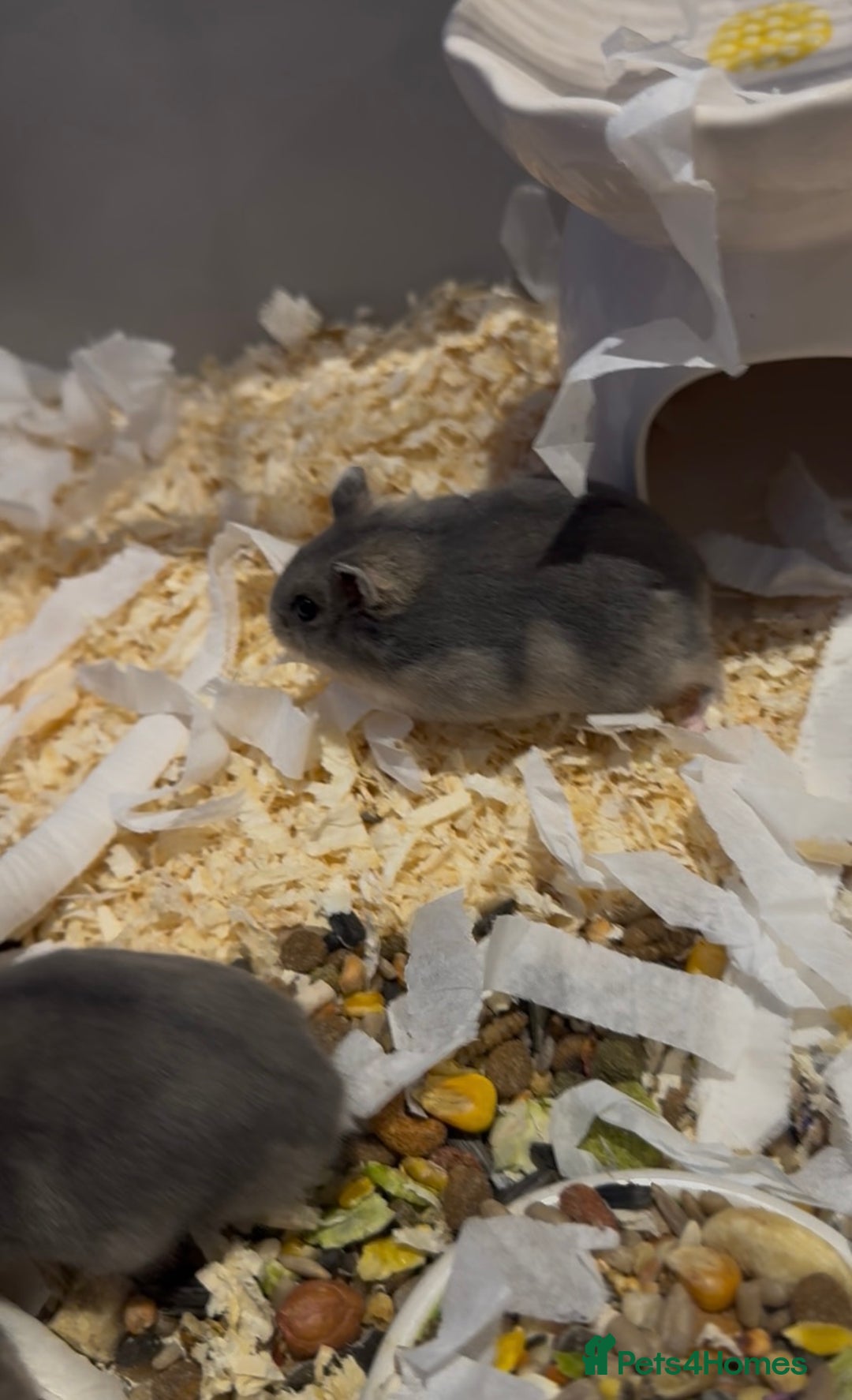 Hamster rodents for sale: Pedigree sapphire winter white hamsters  - Image 5