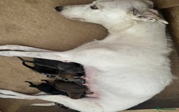 Mixed Breed dogs for sale: Bull X Lurchers - Working Lines - Image 3