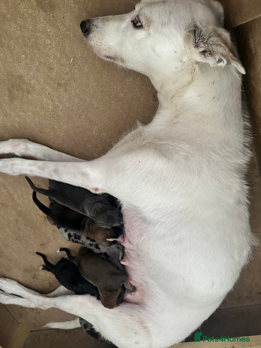 Mixed Breed dogs for sale: Bull X Lurchers - Working Lines - Image 3