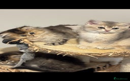 Scottish Fold cats for sale: Lovely Scottish Straight Kittens Ready fo Families - Advert 1