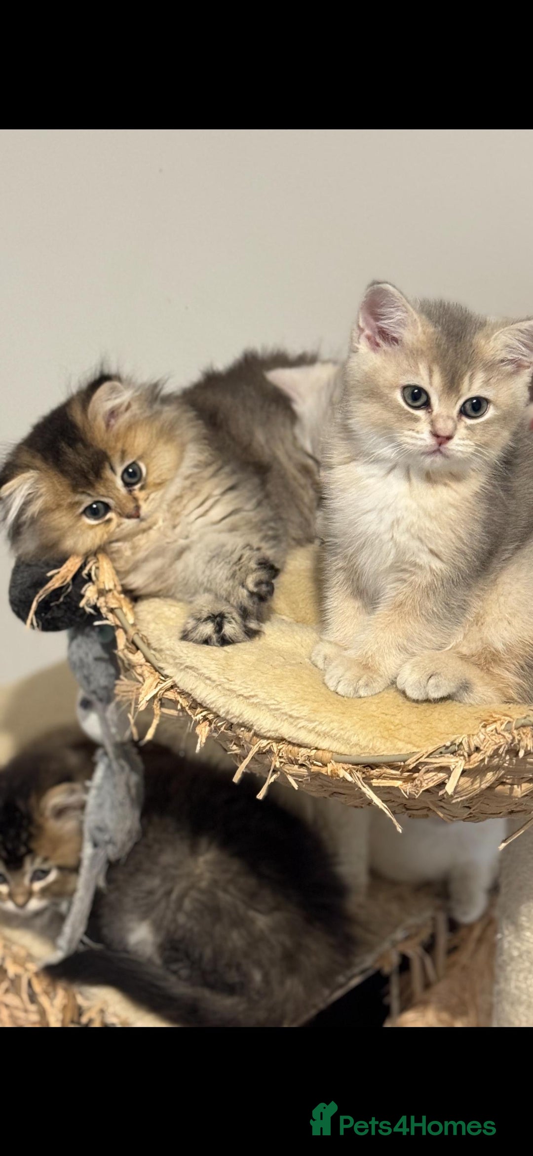 Scottish Fold cats for sale: Lovely Scottish Straight Kittens Ready fo Families - Advert 1