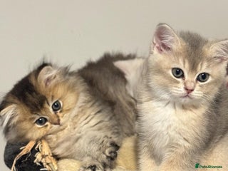 Scottish Fold cats for sale: Lovely Scottish Straight Kittens Ready fo Families - Advert 1