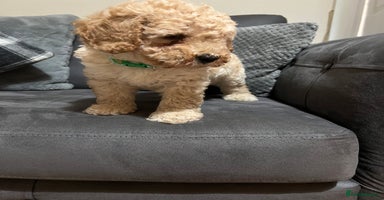 Cavapoo dogs - Advert 6
