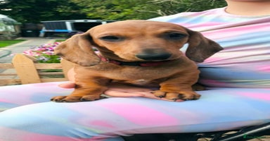 Dachshund dogs in Coventry - Advert 4