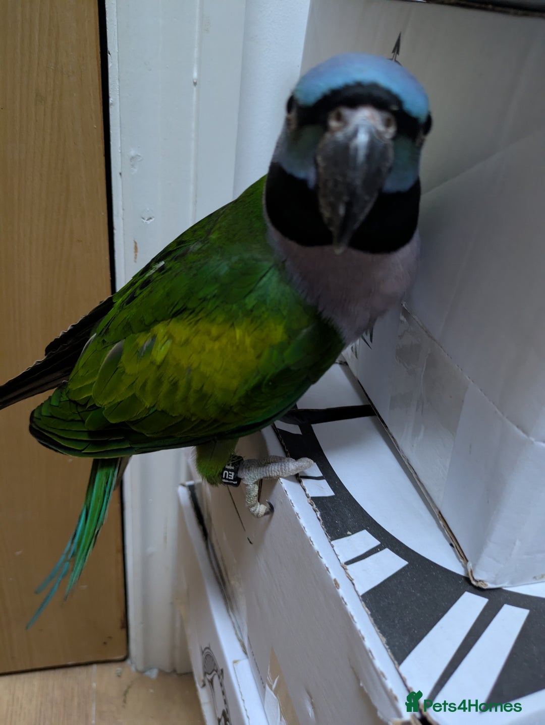 Parakeets birds for sale: Chinese Parakeet Derbyan Parakeet friendly - Advert 7