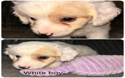 Mixed Breed dogs for sale: READY HALLOWEEN Stunning ShihpooXSproodle puppies - Image 10