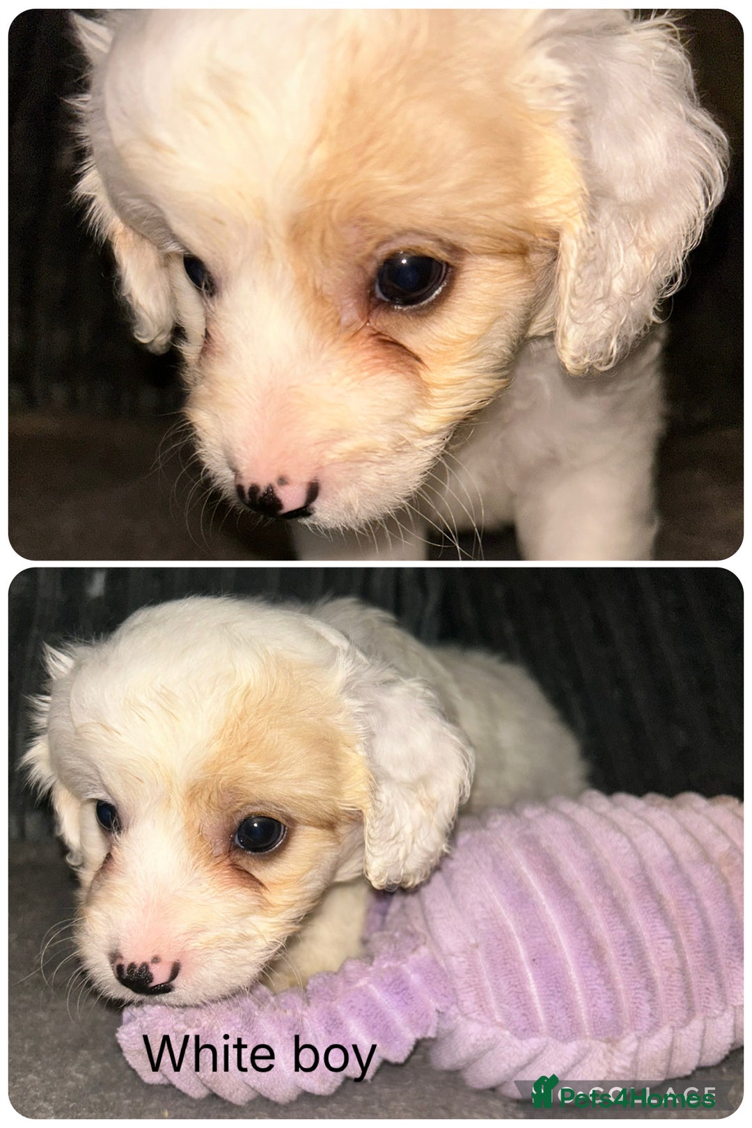 Mixed Breed dogs for sale: READY HALLOWEEN Stunning ShihpooXSproodle puppies - Image 10