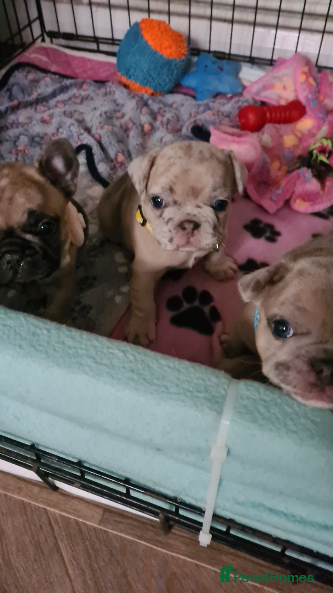 French Bulldog dogs for sale: French bulldog - Advert 16