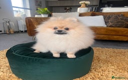 Pomeranian dogs for sale: Pomeranian male  - Image 6
