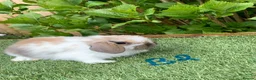 Mini Lop rabbits for sale: Pure bred mini lop baby Rabbits. - Advert 3